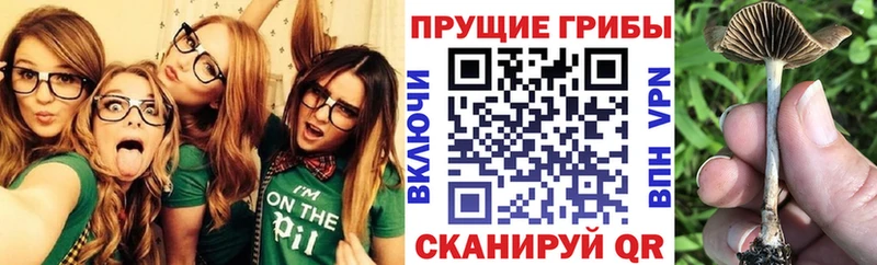 Псилоцибиновые грибы Psilocybine cubensis  Купить закладки  Пересвет 